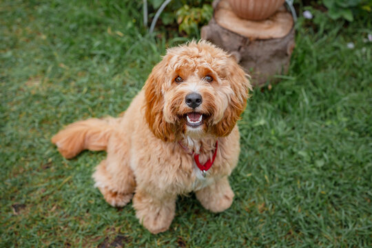 A close portrait of a charming curly brown dog of breed Labradoodle or Cavapoo outdoor. The breed of the dog is a cross between a poodle. - Powered by Adobe