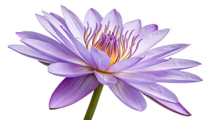 Fototapeta premium Purple flower isolated on transparent background 