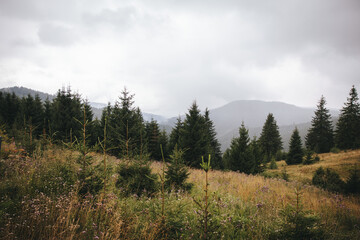 forest in the forest