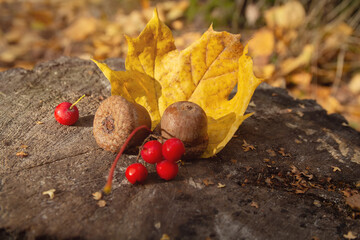 Fallen tree leaves, acorns and berries lay on the stump
