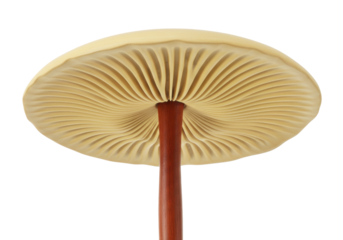Mushroom with gills isolated on transparent background, close-up of the underside of a fungus with a brown stem, edible mushroom