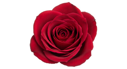 Fototapeta premium Red rose in romantic style with deep red color on isolated white background for valentines day
