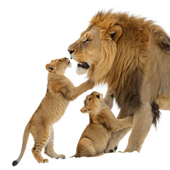 Obraz premium Majestic lion roaring powerfully, a symbol of strength and royalty perfect for impactful designs or wildlife projects that need a touch of raw power 