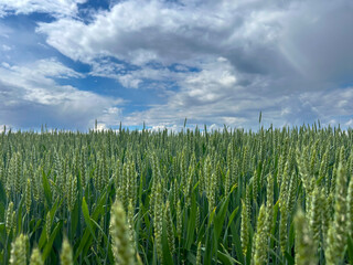 Naklejka premium A lush green wheat field stretches toward the horizon under a cloudy blue sky. A peaceful rural scene capturing the beauty of nature and agriculture.