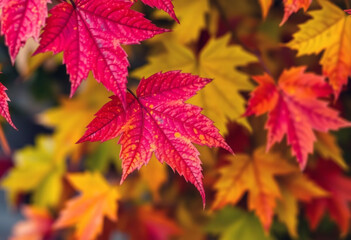 Colorful Autumn Leave