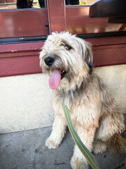 cute fluffy white dog in front of a white and red wall - friendly service animal