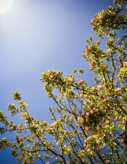 Cherry blossoms and bright blue sky background in Boulder, Colorado