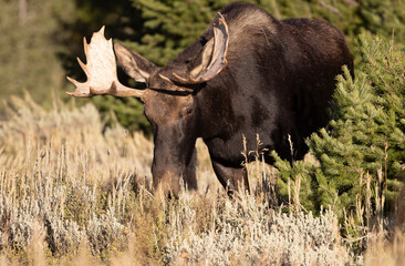 Obraz premium Young Bull Moose in Grand Teton National Park Wyoming in Autumn