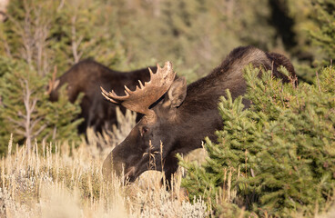 Young Bull Moose in Grand Teton National Park Wyoming in Autumn