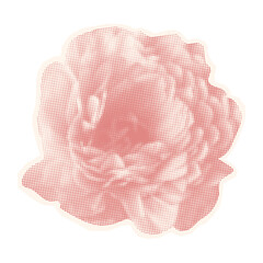 Pink ranunculus in a halftone style. Flower head on torn paper. Flowers and nature. Halftone flower for collage. Design layout with flower sticker. Valentine's Day