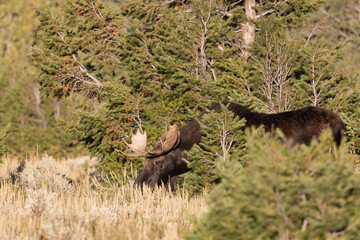 Young Bull Moose in Grand Teton National Park Wyoming in Autumn