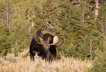 Young Bull Moose in Grand Teton National Park Wyoming in Autumn