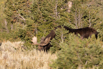 Young Bull Moose in Grand Teton National Park Wyoming in Autumn