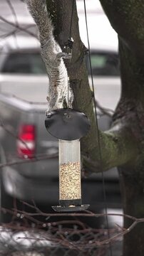 Resourceful grey squirrel hanging upside down on a tree and reaching for seeds in a bird feeder