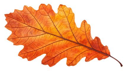 Fototapeta premium Orange leaf png autumn transparent background 