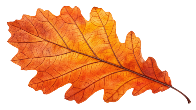 Orange leaf png autumn transparent background
- Powered by Adobe