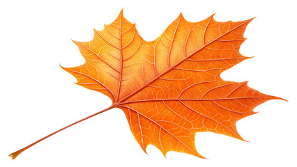 Obraz premium Orange leaf png autumn transparent background 