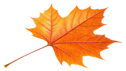 Orange leaf png autumn transparent background
