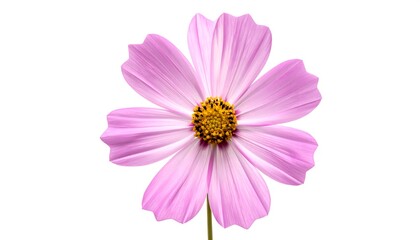 A close-up, studio shot of a delicate pink cosmos flower, perfectly centered on a white background. The flower shows detail