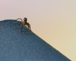 Small Jumping Spider Standing on an Iron Balustrade and Waiting for Its Prey