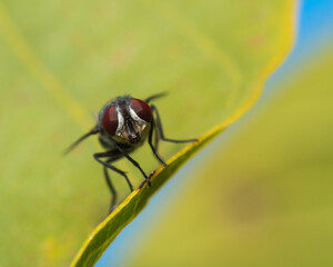 A Red-Eyed Fly is Resting on a Green Leaf with Rusty Spots in Early Autumn