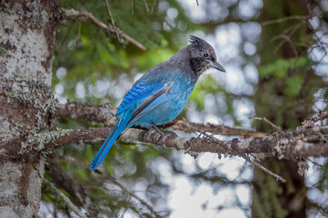 Obraz premium Steller's Jay