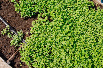 Growing green microgreens. Green mustard shoots in close-up in the garden, top view.