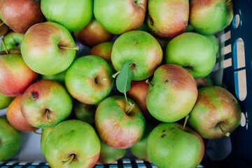 Ripe green apples, harvested in autumn. An orchard.
