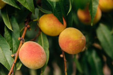 Ripe peach fruits on a tree branch with green leaves. Sunlight. An orchard.