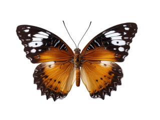 Stunning close-up of a colorful butterfly with intricate wing patterns and delicate details, showcasing vibrant natural beauty and insect diversity in outdoor wildlife photography