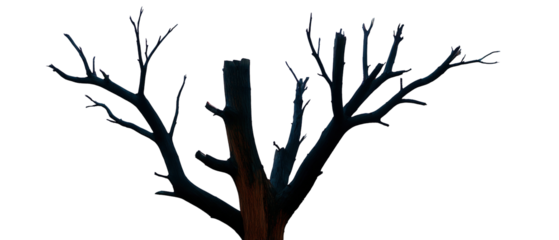 Dramatic dark silhouette of a leafless tree with intricate branches against a mysterious nighttime sky, creating a haunting and artistic outdoor landscape scene