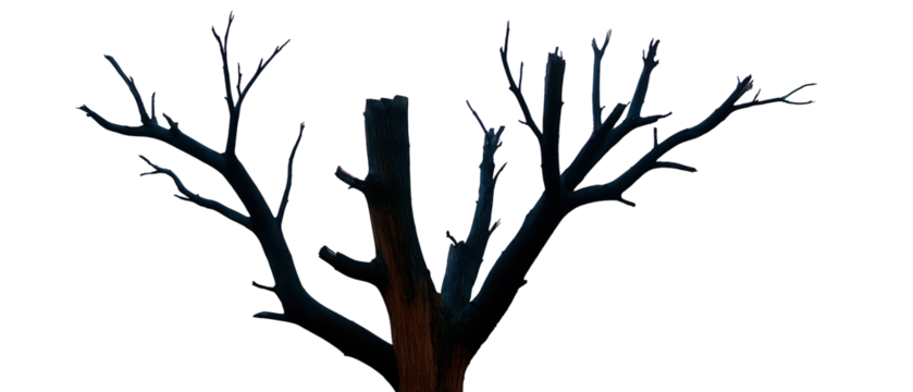 Dramatic dark silhouette of a leafless tree with intricate branches against a mysterious nighttime sky, creating a haunting and artistic outdoor landscape scene