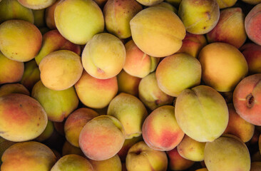 Ripe little peaches, autumn harvest. An orchard.