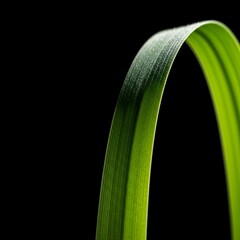 Close-up of a single vibrant green grass blade curving gracefully against a stark black background, highlighting its texture and form.