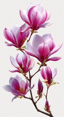 A branch adorned with vibrant pink and white magnolia blossoms against a pale background