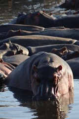hippopotamus in water