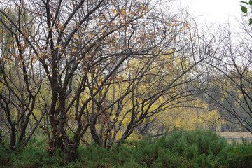 Scenery of the peaceful lake in Autumn