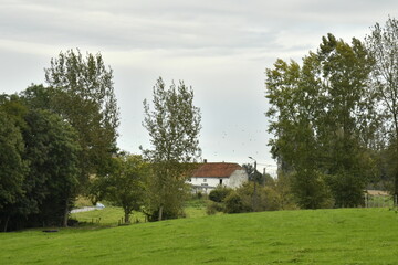 Paysage rural en &eacute;t&eacute; devant une for&ecirc;t &agrave; &Eacute;caussinnes-d'Enghien (Soignies) 