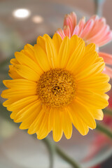 Yellow Gerbera Daisy with Pink Flower in Soft Focus Background