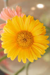 Naklejka premium Yellow Gerbera Daisy in Bloom with Pink Flower and Green Stems