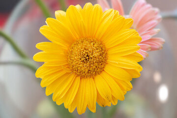 Yellow Daisy Flower with Pink Bloom in Soft Focus Background