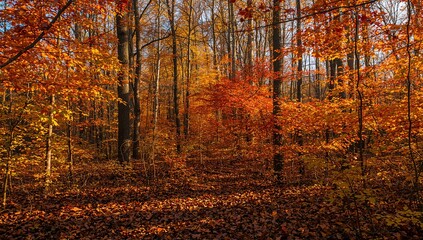 Obraz premium Autumn Forest Background with Golden Leaves and Sunlight