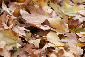 autumn scene with a scattering of colorful, dried maple  leaves on the ground