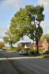 L'arbre majestueux au dessus d'une route à Écaussinnes d'Enghien (Soignies)