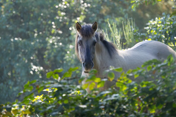 Konik horse with brown mane framed by green leaves and trees in the background like from a fairytale, Konik horse frontal view, beige coat and brown mane of a Konik pony, exposed Equus ferus caballus © Rebecca