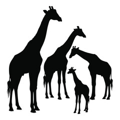 Majestic giraffe family silhouette majestic giraffe herd silhouettes animal wildlife safari nature majestic creatures majestic africa silhouette