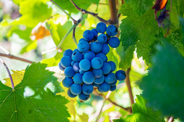 Ripe dark blue grapes hanging from a leafy vine, thriving in the sunlight, depicting harvest, viticulture, and fresh fruit for winemaking or healthy eating