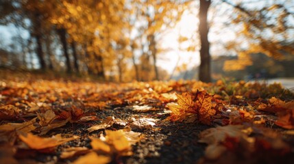 Golden Maple Leaves Covering Ground During Autumn Season