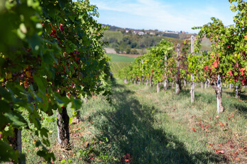Lush green and red grapevines stand in neat rows, stretching across a sunny vineyard landscape in the piedmont region, indicating a successful autumn harvest season