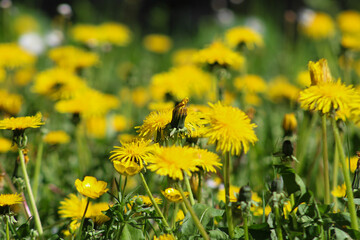 Vibrant yellow dandelions in full bloom on a sunny spring day, with a bee collecting nectar among the flowers. Perfect nature and pollination scene.